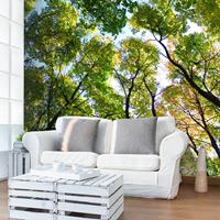 ARTGEIST Fototapete Looking up at the trees cm 350x270 