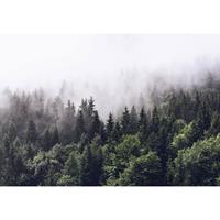 A.S. CREATIONS A.s.creations - DD118852 Nebliger Wald Designwalls fototapete Wald Baum Natur Landschaft 366 x 254 cm (8 Teile) Fototapeten online entdecken - Blau