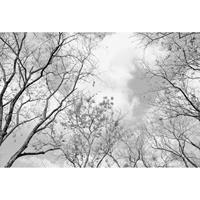 A.S. CREATIONS DD119017 Tree Tops Designwalls fototapete Wald Baum Schwarz-Weiß Himmel 384 X 260 cm (8 Teile) Fototapeten Online-Shop - Grün