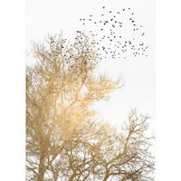 A.S. CREATIONS A.s.creations - DD119897 GoldenSkies ARTist fototapete baum vögel wald natur tiere 280 x 200 cm (2 Teile) | Fototapeten online entdecken - Gold, Weiß