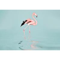 A.S. CREATIONS A.s.creations - DD119777 FlamingoWater ARTist fototapete flamingo vögel strand tiere meer 270 x 400 cm (4 Teile) | Jetzt Fototapeten günstig kaufen