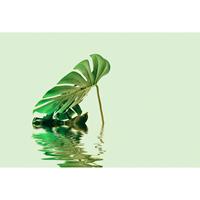 living walls Fotobehang ARTist Monstera Leaf Water (set, 4-delig)