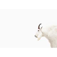 living walls Fotobehang ARTist Mountain Goat (set, 4-delig)