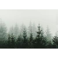 A.S. CREATIONS A.s.creations - DD119873 MountainForest ARTist fototapete wald baum natur 270 x 400 cm (4 Teile) | Jetzt Fototapeten günstig kaufen - Grün, Weiß