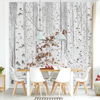 Bilderwelten Fototapete - Birken im Herbst - Vlies Quadrat Größe HxB: 240cm x 240cm