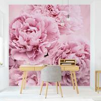 Bilderwelten Fototapete - Rosa Pfingstrosen - Fototapete Quadrat Größe HxB: 288cm x 288cm