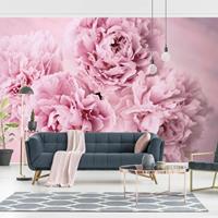 Bilderwelten Fototapete - Rosa Pfingstrosen - Fototapete Breit Größe HxB: 225cm x 336cm