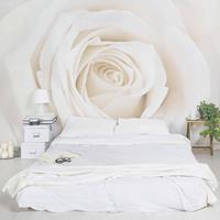 Bilderwelten Rosentapete - Fototapete Rosen - Pretty White Rose - Blumen - Vliestapete Breit Größe HxB: 190cm x 288cm