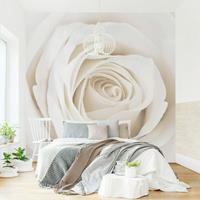 Bilderwelten Rosen Fototapete Rosen - Pretty White Rose - Blumen - Vliestapete Quadrat Größe HxB: 336cm x 336cm
