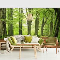 Bilderwelten Fototapete Wald - Mighty Beech Trees - Vliestapete Breit Größe HxB: 190cm x 288cm