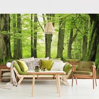 Bilderwelten Fototapete Wald - Mighty Beech Trees - Vliestapete Breit Größe HxB: 255cm x 384cm