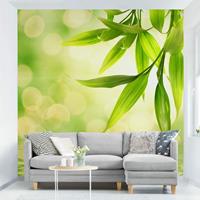 Bilderwelten Fototapete Gras - Green Ambiance I - Vliestapete Quadrat Größe HxB: 288cm x 288cm