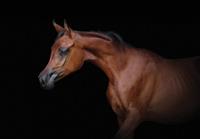 Consalnet Papierbehang Bruine paard