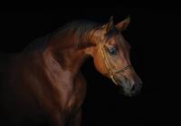 Consalnet Papierbehang Bruine mooie paard