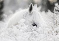 Consalnet Papierbehang Witte paard in de sneeuw