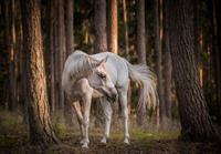 Consalnet Papierbehang Paard in het bos