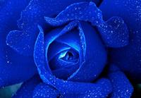 Consalnet Papierbehang Blauwe roos