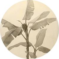 Komar Fototapete »Banana Plant«, glatt, Comic, botanisch, (Packung, 1 St), 125 x 125 cm