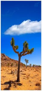 Wallario Türtapete »Palmlilie im Nationalpark Yucca Valley  Wüstenlandschaft«, glatt, ohne Struktur