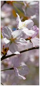 Wallario Türtapete »Kirschblüten in zartem Rosa - Frühling im Garten«, glatt, ohne Struktur