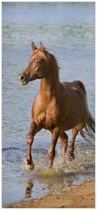 Wallario Türtapete »Braunes Pferd am Meer Araber am Wasser«, glatt, ohne Struktur