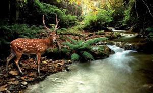 Wallarena Fototapete »Wald Hirsche Wasserfall Natur Tiere Vlies Tapete für Wohnzimmer oder Schlafzimmer Vliestapete Wandtapete Motivtapete«, Glatt, Wald, Vliestapete inklusive Kleiste