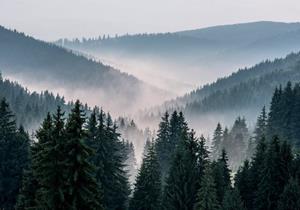 Wallarena Fototapete »Wald im Nebel Berge 3D EFFEKT Vlies Tapete Wohnzimmer Schlafzimmer«, Glatt, Natur, Vliestapete inklusive Kleister