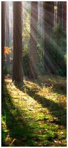 Wallario Türtapete »Sonnenstrahlen im Herbstwald«, glatt, ohne Struktur