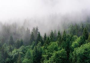 Wallarena Fototapete »Wald im Nebel Natur Landschaft Vlies Tapete für Wohnzimmer oder Schlafzimmer Vliestapete Wandtapete Motivtapete«, Glatt, Wald, Vliestapete inklusive Kleister