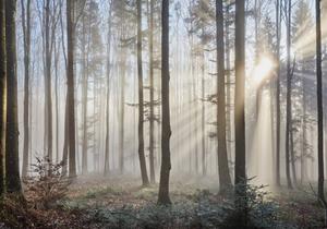 Wallarena Fototapete »Wald im Nebel Natur Sonne Baum Vlies Tapete für Wohnzimmer oder Schlafzimmer Vliestapete Wandtapete Motivtapete«, Glatt, Wald, Vliestapete inklusive Kleister