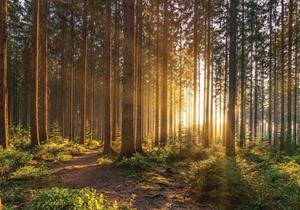 Wallarena Fototapete »Wald Sonne Natur 3D EFFEKT Vlies Tapete für Wohnzimmer oder Schlafzimmer Vliestapete Wandtapete Motivtapete«, Glatt, Wald, Vliestapete inklusive Kleister