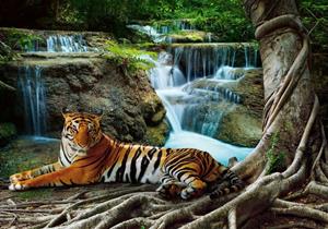 Wallarena Fototapete »Wasserfall Tiger Tiere Wald Natur Landschaft Vlies Tapete für Wohnzimmer oder Schlafzimmer Vliestapete Wandtapete Motivtapete«, Glatt, Tiger, Vliestapete inklusi