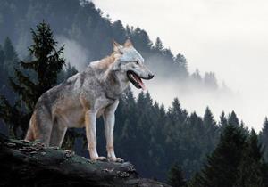 Wallarena Fototapete »Wolf Wald Nebel Natur 3D EFFEKT Vlies Tapete Wohnzimmer Schlafzimmer«, Glatt, Tiere, Wolf, Natur, Wald, Berge, Vliestapete inklusive Kleister