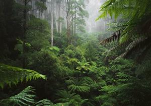 Wallarena Fototapete »Dschungel Blätter Wald Grün Natur Landschaft Vlies Tapete für Wohnzimmer oder Schlafzimmer Vliestapete Wandtapete Motivtapete«, Glatt, Dschungel, Vlies