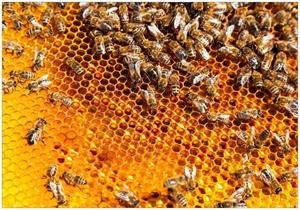 Wallario Vliestapete »Honigwaben mit Bienen«, Seidenmatte Oberfläche, hochwertiger Digitaldruck, in verschiedenen Größen erhältlich