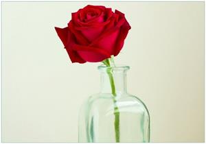 Wallario Vliestapete »Rote Rose in Glasvase«, Seidenmatte Oberfläche, hochwertiger Digitaldruck, in verschiedenen Größen erhältlich