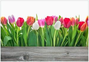Wallario Vliestapete »Rote weiße und pinke Tulpen im Frühling«, Seidenmatte Oberfläche, hochwertiger Digitaldruck, in verschiedenen Größen erhältlich