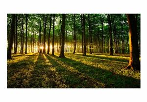 Basera Fototapete »Waldmotiv c-B-0127-x-b«, selbstklebend, mit UV-Schutz