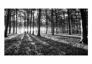 Basera Fototapete »Waldmotiv c-B-0127-x-c«, selbstklebend, mit UV-Schutz