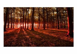 Basera Fototapete »Waldmotiv c-B-0127-x-d«, selbstklebend, mit UV-Schutz