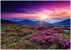 Wallario Vliestapete »Blumenbedeckte Wiese bei Sonnenuntergang«, Seidenmatte Oberfläche, hochwertiger Digitaldruck, in verschiedenen Größen erhältlich