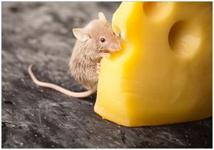 Wallario Vliestapete »Süße Maus knabbert an einem Käse in der Küche«, Seidenmatte Oberfläche, hochwertiger Digitaldruck, in verschiedenen Größen erh&au