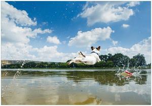 Wallario Vliestapete »Jack Russel Terrier im Wasser«, Seidenmatte Oberfläche, hochwertiger Digitaldruck, in verschiedenen Größen erhältlich