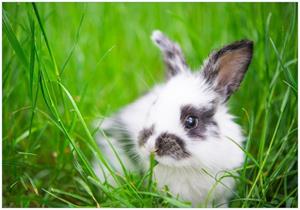 Wallario Vliestapete »Süßer Hase im grünen Gras«, Seidenmatte Oberfläche, hochwertiger Digitaldruck, in verschiedenen Größen erhältlich
