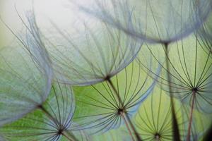 KUNSTLOFT Vliestapete »Dandelion Flower«, lichtbeständige Design Tapete
