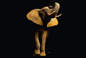 KUNSTLOFT Vliestapete »Elephant Front«, lichtbeständige Design Tapete