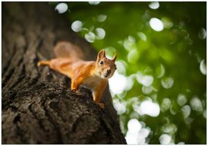 Wallario Vliestapete »Süßes neugieries Eichhörnchen an einem Baum«, Seidenmatte Oberfläche, hochwertiger Digitaldruck, in verschiedenen Größen erhältli