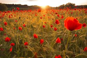 KUNSTLOFT Vliestapete »Flowers in Field«, lichtbeständige Design Tapete