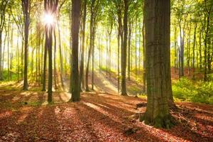 KUNSTLOFT Vliestapete »Forest Summer«, lichtbeständige Design Tapete