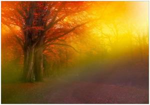 Wallario Vliestapete »Bunter Herbst - Waldlandschaft bei Nebel in Regenbogenfarben«, Seidenmatte Oberfläche, hochwertiger Digitaldruck, in verschiedenen Größen erhältl